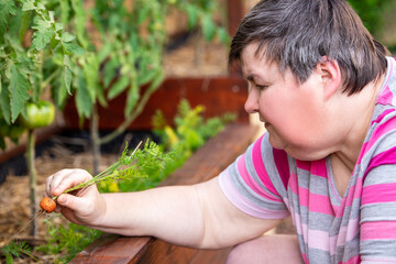 mentally handicapped woman harvests a young carrot from a raised bed