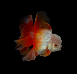 Gold fish isolated a   background