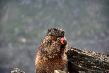 Murmeltier, Murmeltiere, Mankei, Munggen, Nagetier, Erdhörnchen, Marmotini, Murmel,...