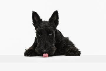 Portrait of funny black dog Scotch terrier isolated over white studio background. Concept of motion, action, active lifestyle, animal life, care, responsibility for pets
