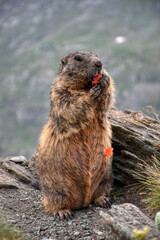 Murmeltier, Murmeltiere, Mankei, Munggen, Nagetier, Erdhörnchen, Marmotini, Murmel,...