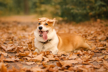 Dog in autumn leaves. Fall season. Pet on the walk. Corgi breed dog