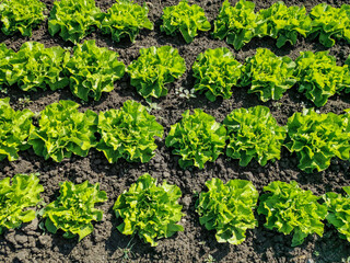 Junger, grüner Salat auf einem Feld