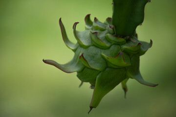 DRAGON FRUIT OR GREEN PITAYA IN ORGANIC PLANTATION IN OPEN SKY WITH THE DEFOCUSED BACKGROUND AND NATURA LIGHTING