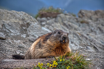 Murmeltier, Murmeltiere, Mankei, Munggen, Nagetier, Erdhörnchen, Marmotini, Murmel,...