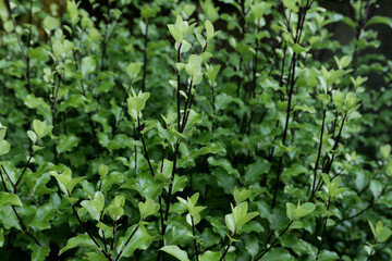 Full frame image of pittosporum shrub showing leaf detail and stems