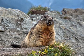 Murmeltier, Murmeltiere, Mankei, Munggen, Nagetier, Erdhörnchen, Marmotini, Murmel,...