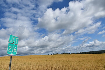 A field of oats under a cloudy sky, Sainte-Apolline, Québec, Canada