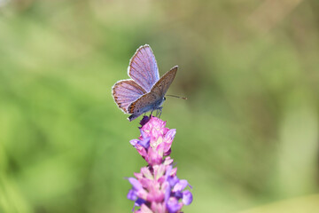 Common blue butterfly on sage flower close up. Polyommatus icarus on summer meadow, beauty of nature