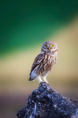 Little owl. Colorful nature background. Athene noctua.  