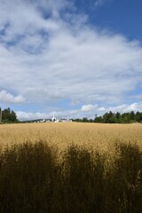 A field of oats under a cloudy sky, Sainte-Apolline, Québec, Canada