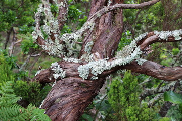 Lichen from Sao Jorge Island in the Azores archipelago