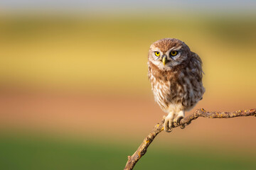 Little owl. Colorful nature background. Athene noctua.  