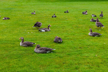 A flock of wild ducks is lying on the green lawn relaxing