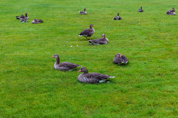 A flock of wild ducks is lying on the green lawn relaxing