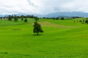 Fototapeta na wymiar Overview of a green meadow with cows eating grass and a tree