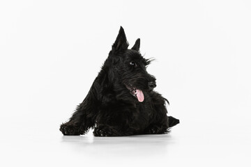 Small funny black dog Scotch terrier isolated over white studio background. Concept of motion, action, active lifestyle, animal life, care, responsibility for pets