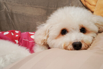 Little cute cream fluffy poodle dog in pink cloth lay on pillow and couch in lazy manner and looking to the camera with copy space ,selective focus on dog's eyes