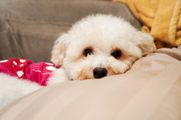 Little cute cream fluffy poodle dog in pink cloth lay on pillow and couch in lazy manner and looking to the camera with copy space ,selective focus on dog's eyes
