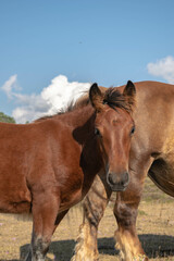 Horse grazing on the mountain