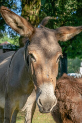 
Portrait of a donkey grazing on the mountain
