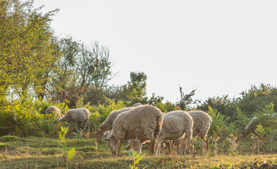 Sheep grazing on the mountain