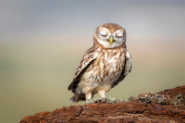Little owl. Colorful nature background. Athene noctua.  