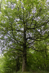 large tree in a lush forest in the Basque country