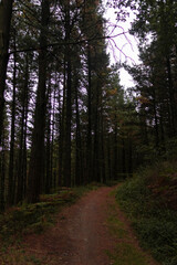 Obraz premium forest road through a forest in the province of vizcaya in northern spain