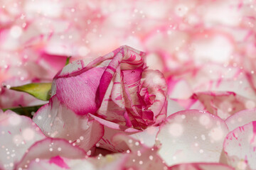 red and white roseon a pink background in petals and water drops macro