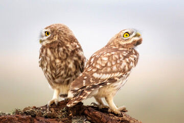 Little owls. Colorful nature background. Athene noctua.  