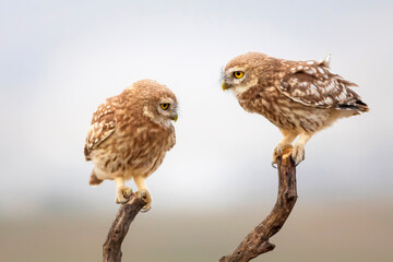 Little owls. Colorful nature background. Athene noctua.  