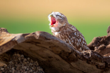 Little owls. Colorful nature background. Athene noctua.  