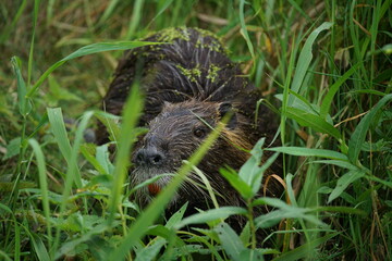 Nutria in einer natürlichen Umgebung eines stehenden Gewässers, Myocastor coypus