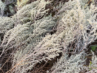 wormwood with silvery leaves
