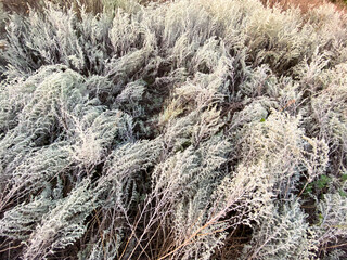 wormwood with silvery leaves