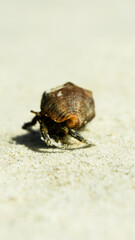 hermit crab in beach