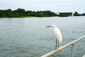 One lone white egret with a long black beak and skinny legs perched on a railing overlooking the bay
