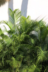 fern leaves in the tropical