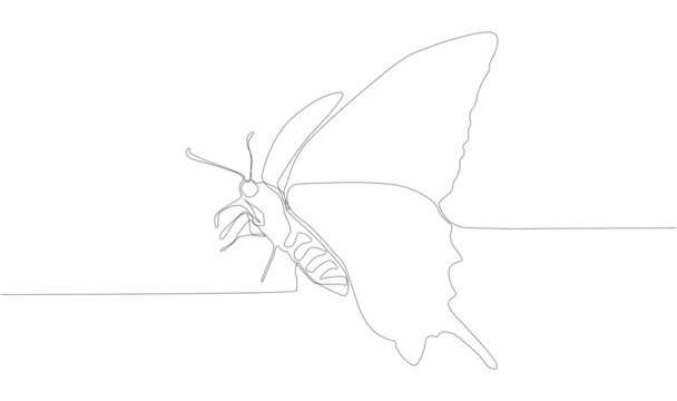 single continuous one line drawing butterfly. Drawing by hand, black lines on a white background