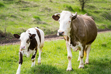 Cow with baby farming on the meadow. Cute calf pasturing on the landscapes.