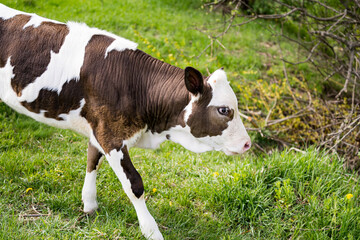 Cute calf pasturing on the landscapes. Cow with baby grizzling on the field.