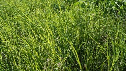 grass, field, green, nature, plant, lawn, texture, meadow, spring, summer