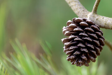 Selective focus of one single dried pine cones hanging on the tree, Conifer cones in the forest with blurred green leaves as background with free copy space, Can be used for Christmas decoration.