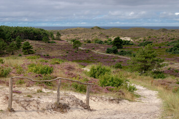 Overview of the Schoorl dunes with wild purple flowers of Calluna vulgaris (heath, ling or simply heather) in the flowering plant family Ericaceae, Dutch north sea coast, Noord Holland, Netherlands.
