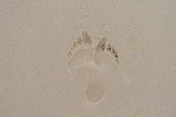 Selective focus two side of footprints on very fine and wet sand with free copy space, Human feet walked on the beach, Sand surface texture, Nature background.