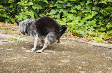chihuahua dog dropping doggie poo on the street outdoor.