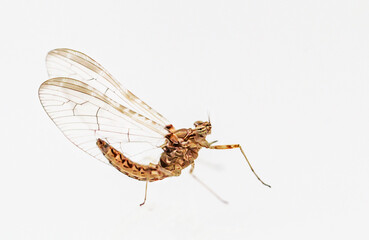 Eine Nahaufnahme einer Eintagsfliege, Ephemeroptera.