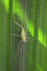 Eine grüne Heuschrecke sitzt auf dem Blatt einer Wasserlilie.
