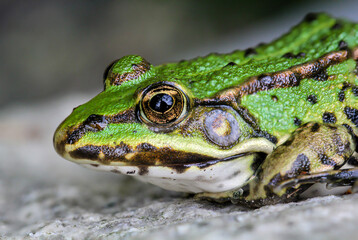 Portrait eines kleinen grünen Laubfrosch auf einem Granitstein.
